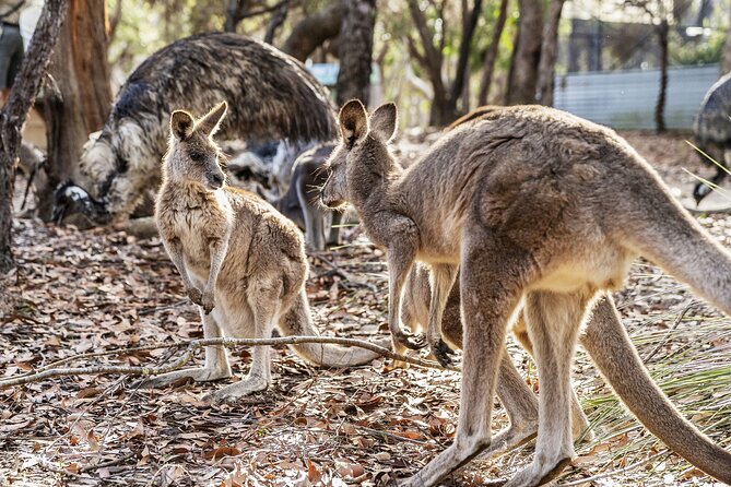 14 Day Tour from Sydney to Cairns Fraser Island and Whitsundays - Day 6: Noosa National Park and Rainbow Beach as Your Sunshine Coast Base