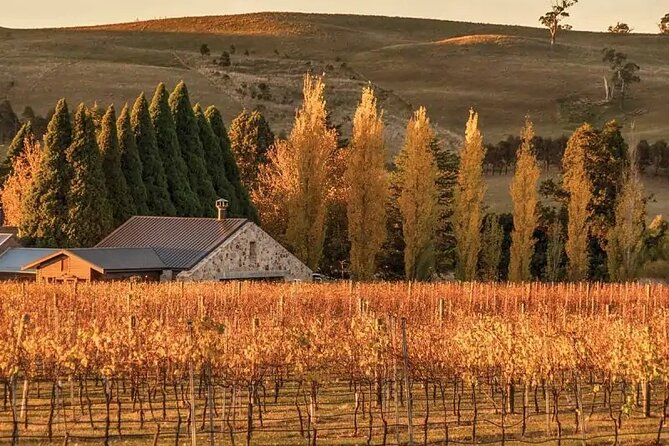 A Day In The Vineyards || Luxury Private Winery Tour From Sydney - Morning start from Sydney: timing that avoids the worst driving