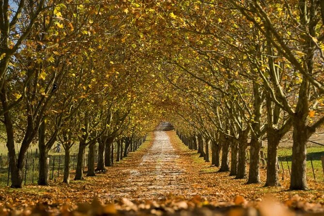 A Day In The Vineyards || Luxury Private Winery Tour From Sydney - Boscobel Farm: the picnic ending with kangaroos nearby