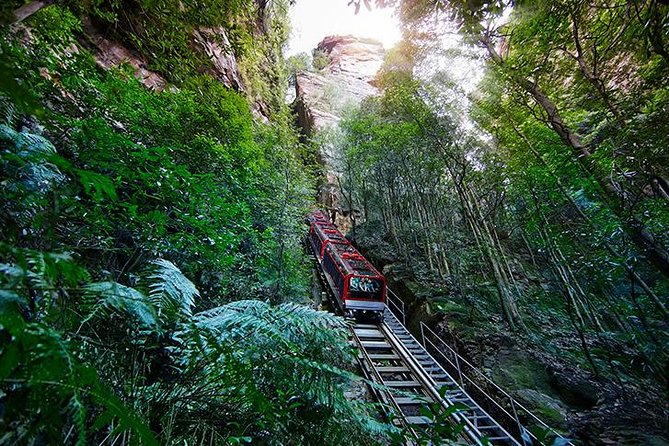 All Inclusive Blue Mountain,Scenic World,Lunch,Koalas,ferry - Lunch at the right time, for real dietary needs