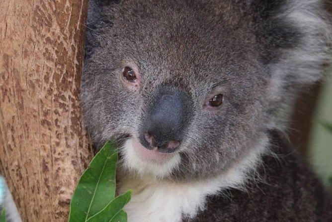 All Inclusive Blue Mountain,Scenic World,Lunch,Koalas,ferry - Featherdale or Sydney Zoo: koalas, kangaroos, and the time math