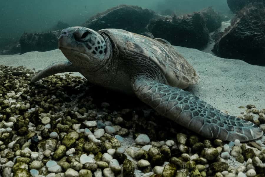 Anna Bay: Irukandji Entry + Coastal Currents Snorkel - Key highlights worth your time