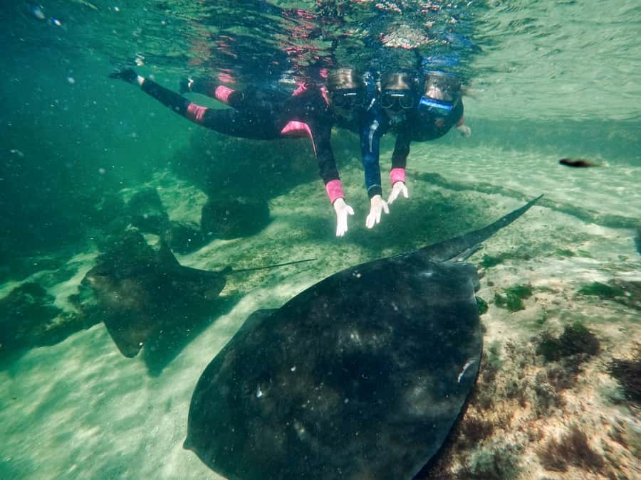Anna Bay: Irukandji Entry + Coastal Currents Snorkel - The 30-minute deep-lagoon snorkel, stingrays in the deeper water