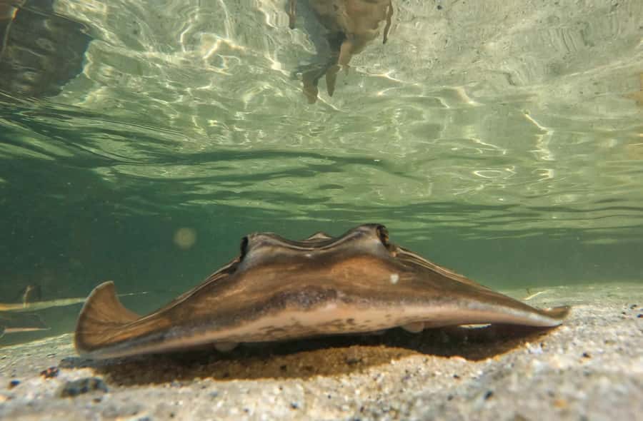 Anna Bay: Irukandji Entry + Coastal Currents Snorkel - Your 150-minute flow, from wetsuit to deep-water snorkel