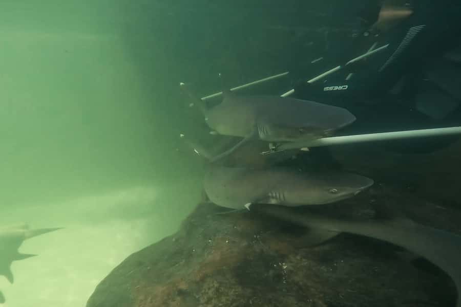 Anna Bay: Irukandji Entry Pass with Reef Shark Encounter - Gear and Water Rules: Wetsuit, Socks, Snorkel Mask, and Sunscreen Reality