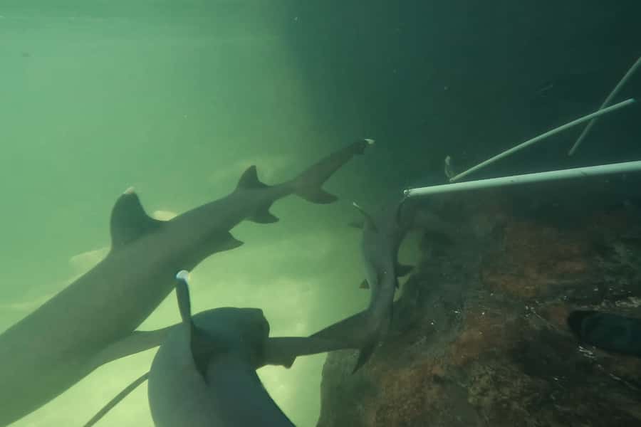 Anna Bay: Irukandji Entry Pass with Reef Shark Encounter - The 20-Minute Reef Shark Feeding: Tawny Nurse Sharks Up Close