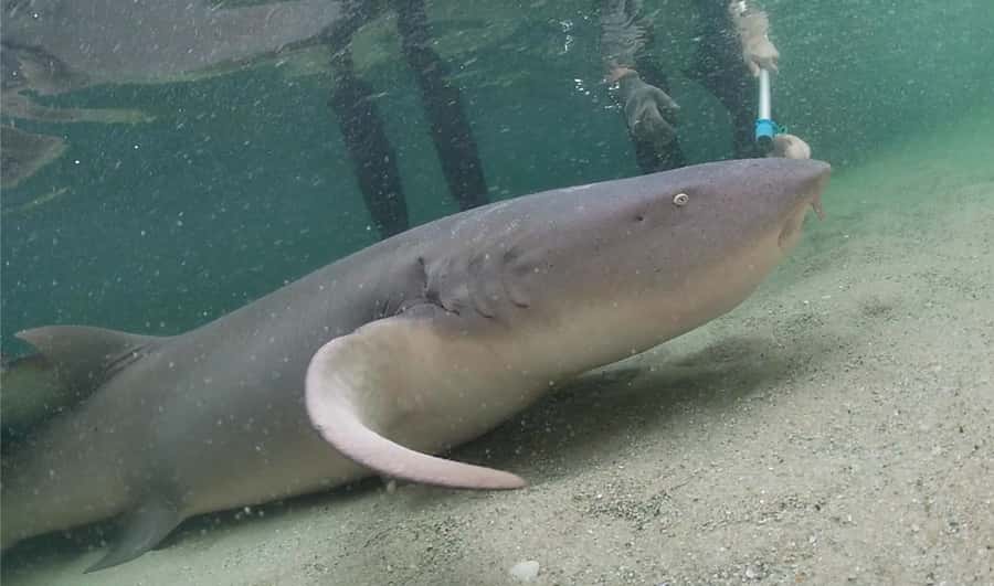 Anna Bay: Irukandji Entry Pass with Reef Shark Encounter - The Education Part: Safety, Facts, and Ocean Stewardship