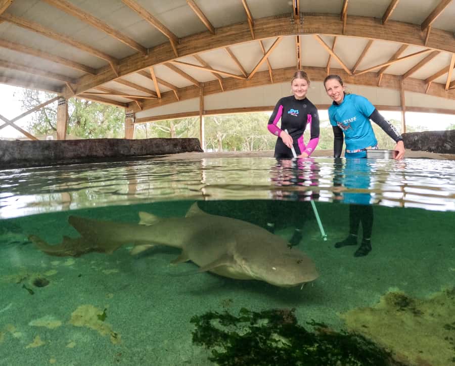 Anna Bay: Irukandji Entry Pass with Reef Shark Encounter - Entering the Tropical Lagoon: The Shallows Encounter With Rays First