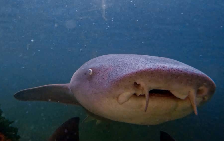 Anna Bay: Irukandji Entry Pass with Reef Shark Snorkel - Key Things I’d Mark on Your Planner