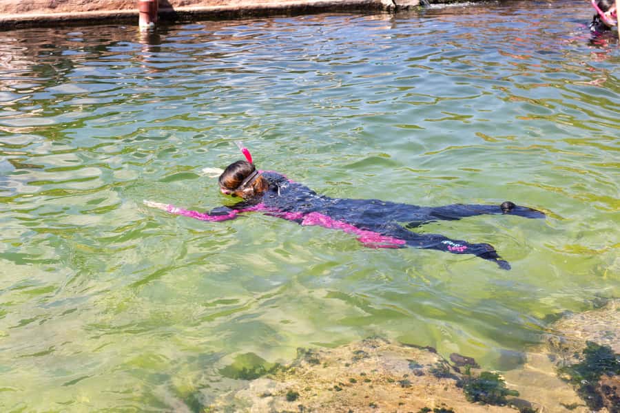 Anna Bay: Irukandji Entry Pass with Reef Shark Snorkel - Anna Bay Shark Snorkel at Irukandji: The Big Appeal of a Controlled Lagoon