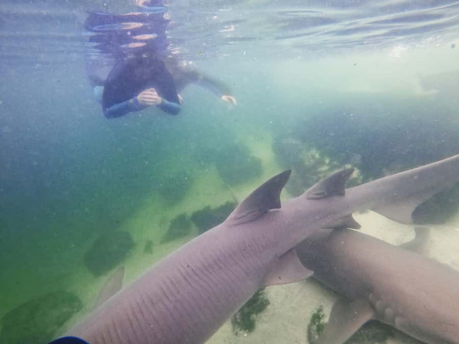 Anna Bay: Irukandji Entry Pass with Reef Shark Snorkel - 30 Minutes in the Deep Lagoon with 3 Metre Tawny Nurse Sharks