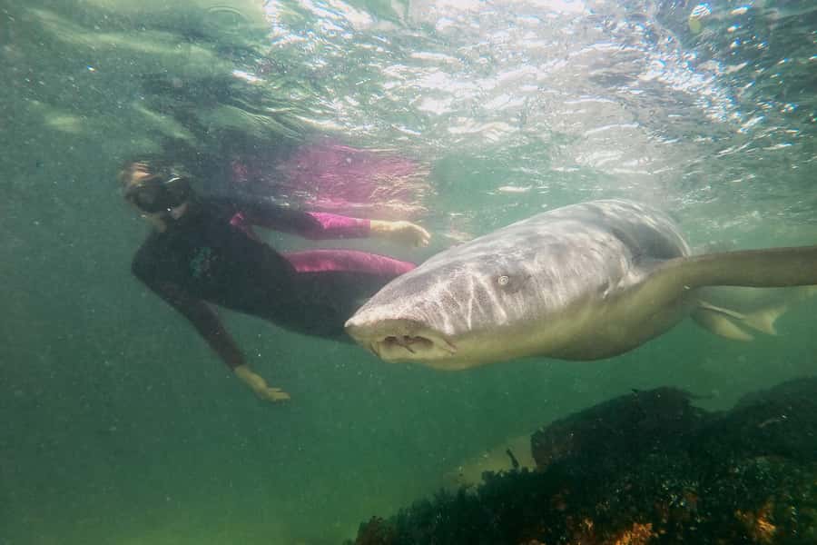 Anna Bay: Irukandji Entry Pass with Reef Shark Snorkel - Safety Brief That Actually Helps You Relax