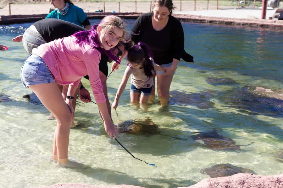 Anna Bay: Irukandji Entry Pass with Shallows Encounter - A Shallows-Only Shark and Ray Encounter in Anna Bay