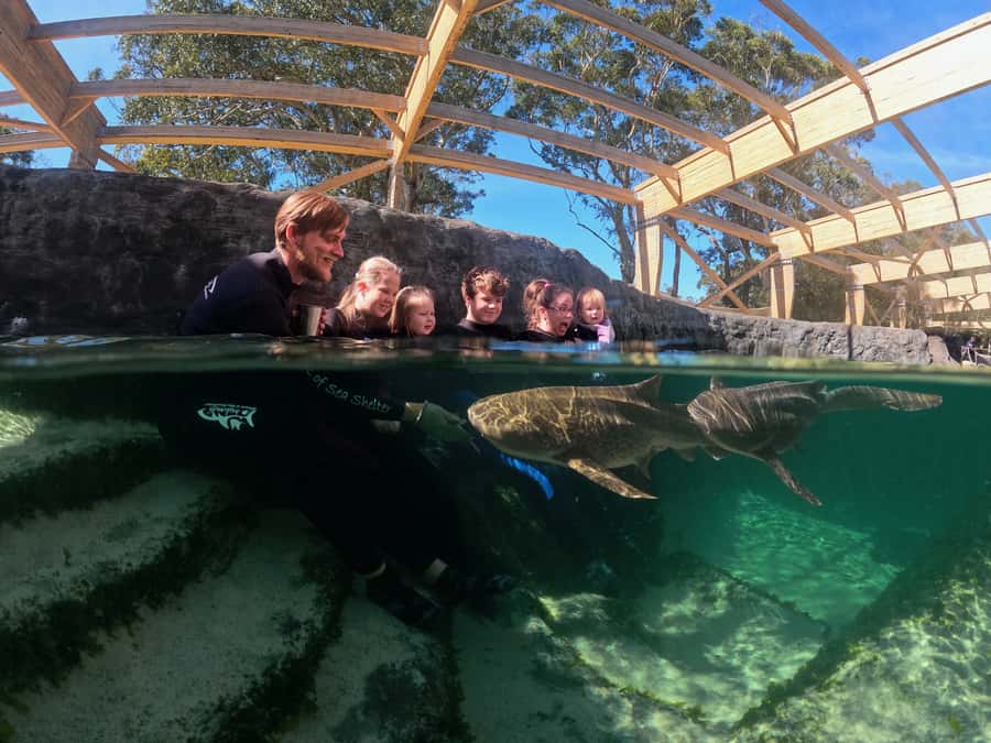 Anna Bay: Irukandji Entry Pass with Zebra Shark Encounter - The Anna Bay setting: Irukandji is made for close contact