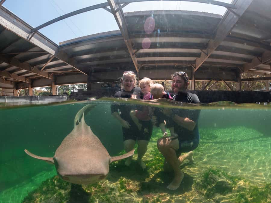 Anna Bay: Irukandji Entry Pass with Zebra Shark Encounter - The wetsuit and shallows: what actually happens after the zebra sharks