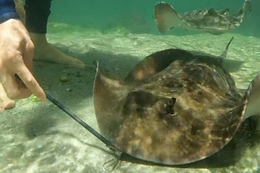 Anna Bay: Irukandji Entry Pass with Zebra Shark Encounter - Family-friendly learning, not just animal photos