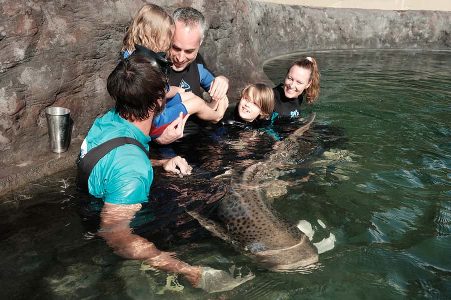Anna Bay: Irukandji Entry Pass with Zebra Shark Encounter - Exploring the aquarium pools and wading lagoons