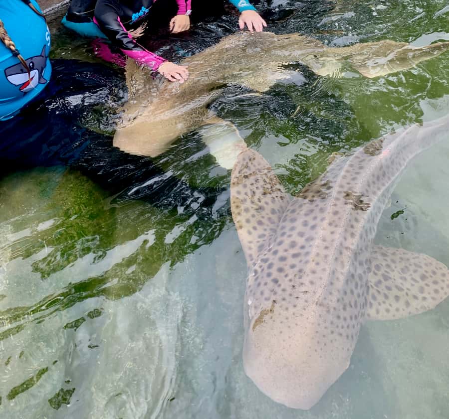 Anna Bay: Irukandji Entry Pass with Zebra Shark Encounter - What to bring (and what to avoid) for the encounter
