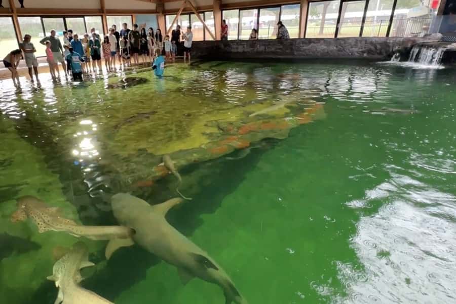 Anna Bay: Irukandji Entry Pass with Zebra Shark Encounter - Timing, group size, and the smooth-start strategy