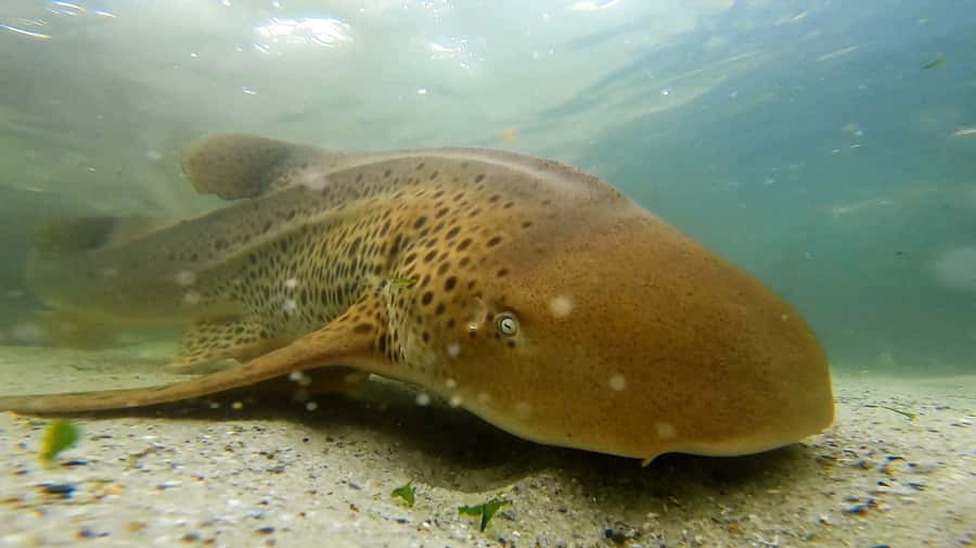 Anna Bay: Irukandji Entry with Zebra Shark Snorkel - Zebra-Shark Snorkel Plus Full Irukandji Entry