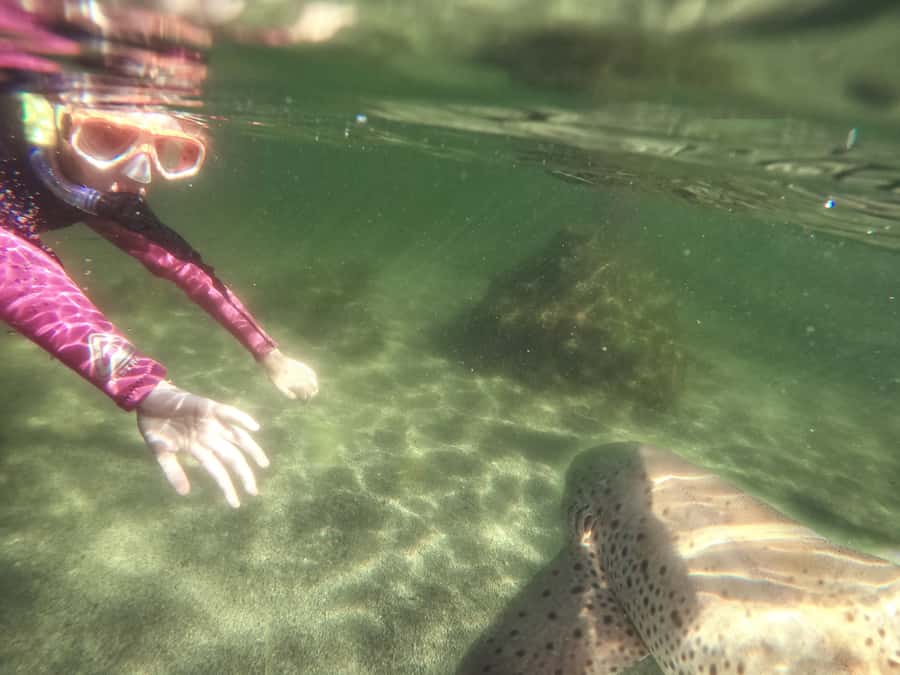 Anna Bay: Irukandji Entry with Zebra Shark Snorkel - Shallow-Water Lagoon Feeding and Petting