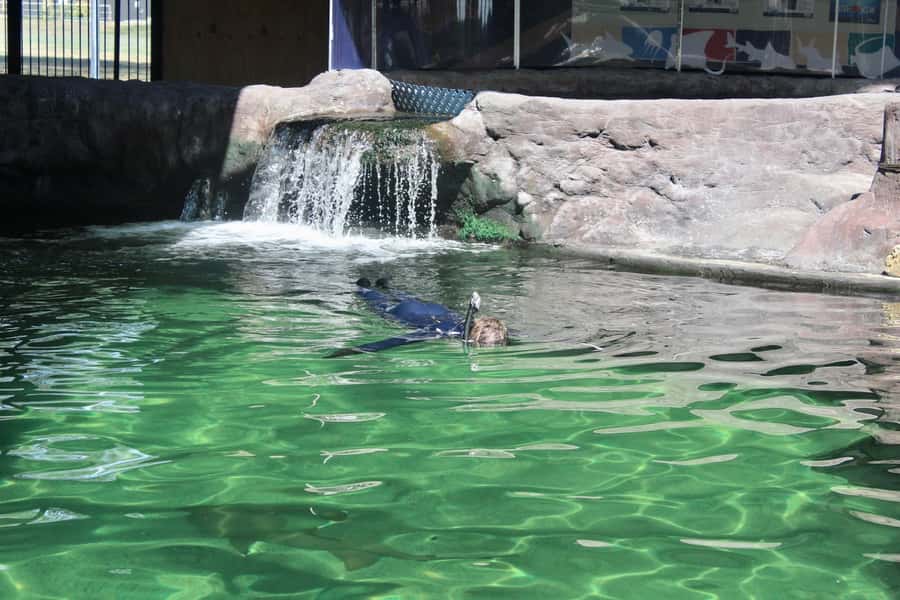 Anna Bay: Irukandji Entry with Zebra Shark Snorkel - Quick Practical Tips Before You Go
