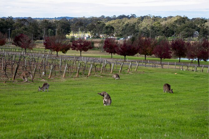 Award-Winning Hunter Valley Wine & Cheese Tour from Sydney - Lunch at the lakeside café: your timing reset and the hidden value