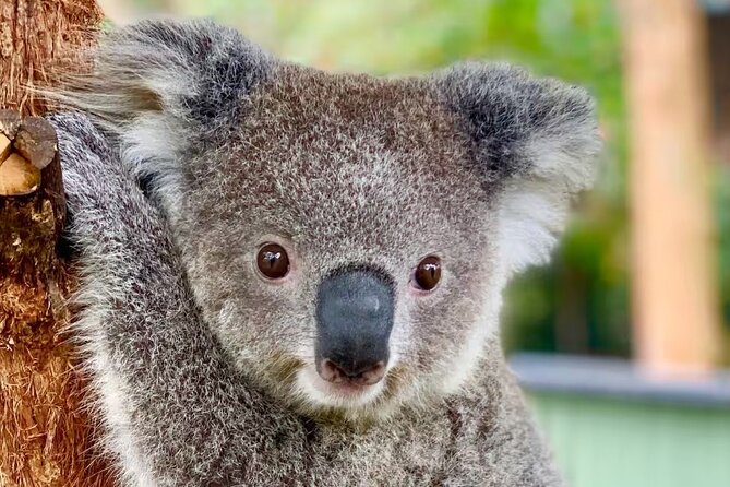 Baby Animals, Boomerangs and BBQ Lunch - Key Things That Make This Sydney Day Trip Worth Your Time