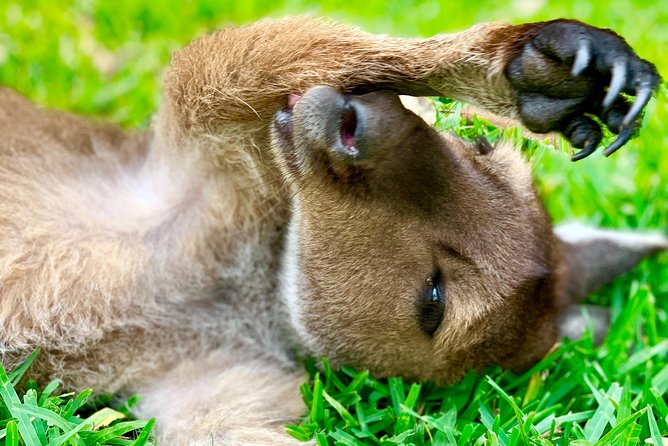 Baby Animals, Boomerangs and BBQ Lunch - The Australian Reptile Park Guided Tour, Up Close With Local Wildlife