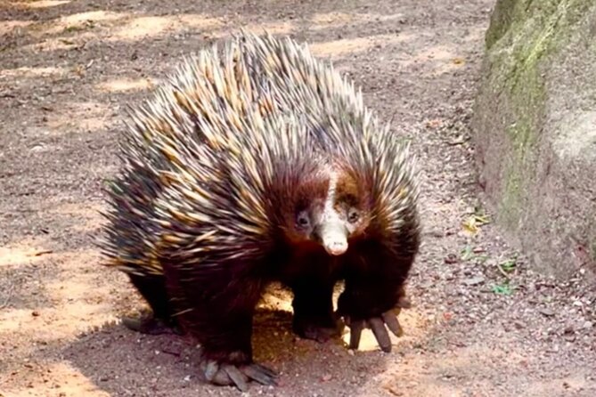 Baby Animals, Boomerangs and BBQ Lunch - Boomerang Throwing, A Fun Skill With Real Local Flavor