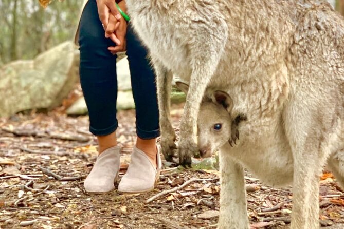 Baby Animals, Boomerangs and BBQ Lunch - Comfort, Pacing, and the Small-Group Difference