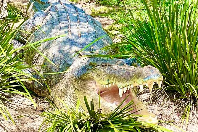 Baby Animals, Boomerangs and BBQ Lunch - Price and Value: What $251.04 Includes That You Would Otherwise Pay For