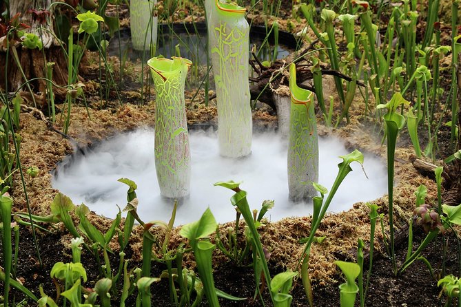 Bespoke Private Tour of Sydney - Paddington Reservoir Gardens: submerged history under the city