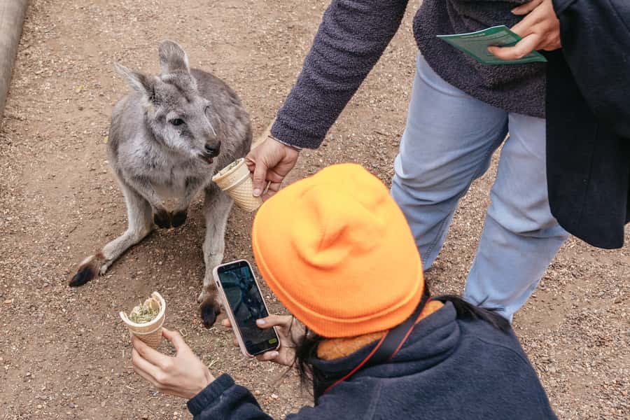 Blue Mountain: Small-Group Tour with Lunch & Scenic World - Price and value: what your $137 actually buys you