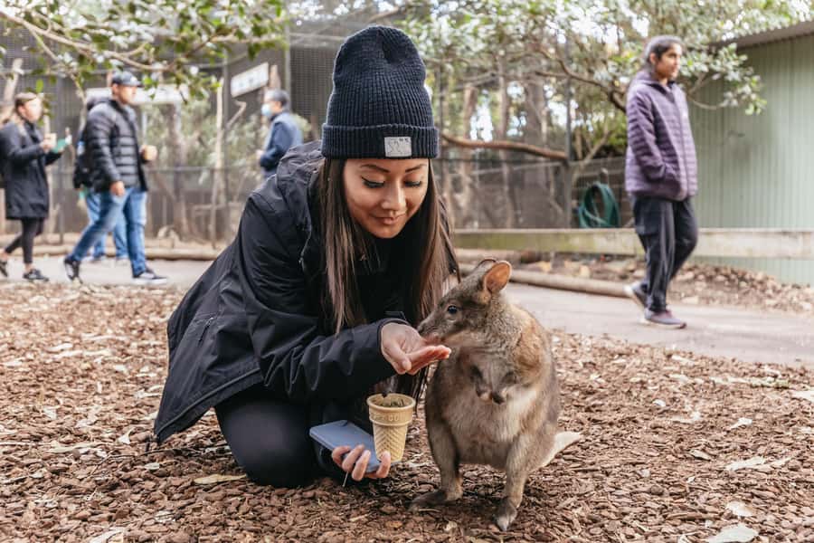 Blue Mountain: Small-Group Tour with Lunch & Scenic World - Sydney departure and how the mini coach affects your day