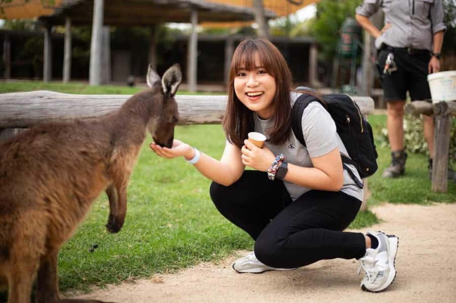 Blue Mountain Tour + Hop-on-Hop-off Big Bus Discover Ticket - The Big Bus Part: Use Your Sydney Day at Your Pace