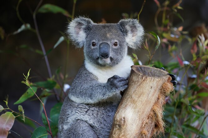 Blue Mountains All-inclusive Tour with Scenic World & Lunch - Key Highlights You’ll Actually Care About
