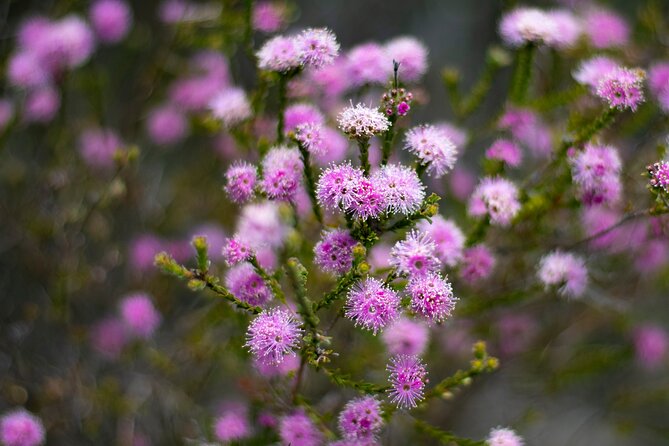 Blue Mountains Big Day Out - Private Tour - Leura and the café and boutique stop you will actually enjoy