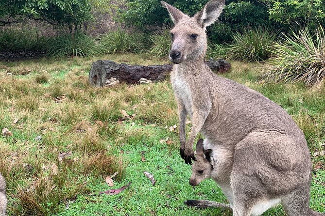Blue Mountains Day, Sunset Tour & Glow Worms Night Adventure - Guide Antoine and the real value of flexibility