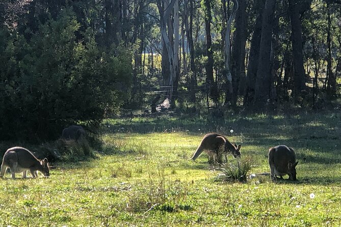 Blue Mountains Day, Sunset Tour & Glow Worms Night Adventure - Price, what you get for $340.69, and where the value really lands