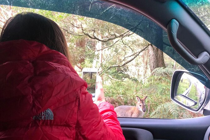 Blue Mountains Day, Sunset Tour & Glow Worms Night Adventure - Time on the road, group size, and what your day feels like