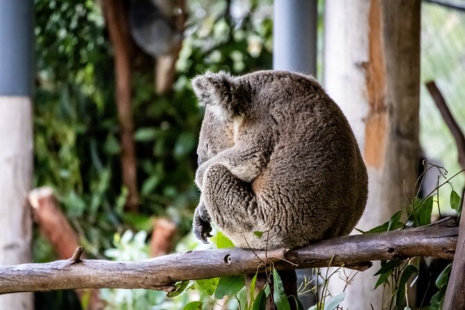 Blue Mountains Day Tour from Sydney - Key Points You’ll Care About