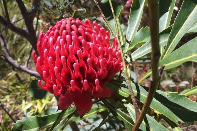 Blue Mountains Day Tour Including Parramatta River Cruise - Three Sisters: short stop, big meaning, quick photo window