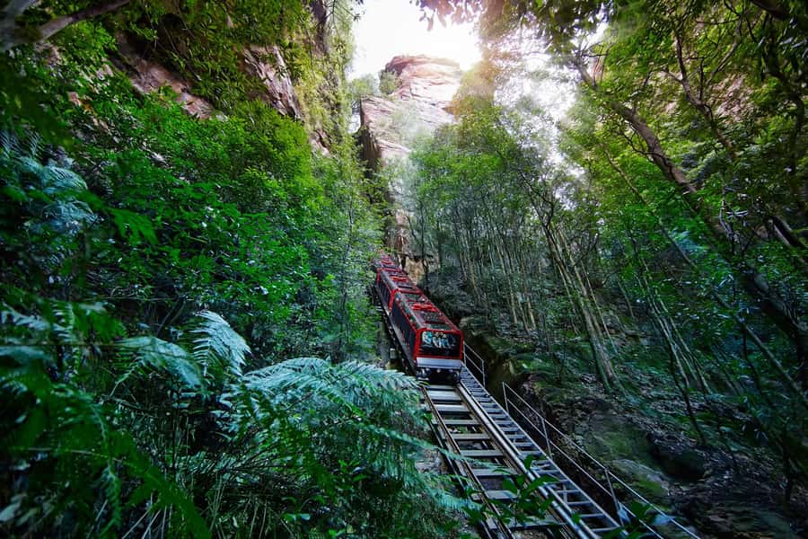 Blue Mountains day tour with Cruise, Scenic world pass & Zoo - Sydney Zoo First Thing, Before the Public Rush