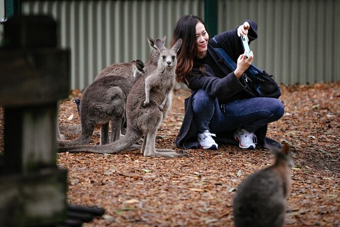 Blue Mountains Day Tour with Scenic World and Wildlife Park Entry - Scenic World Unlimited Discovery Pass: Railway, Skyway, Cableway Timing Reality