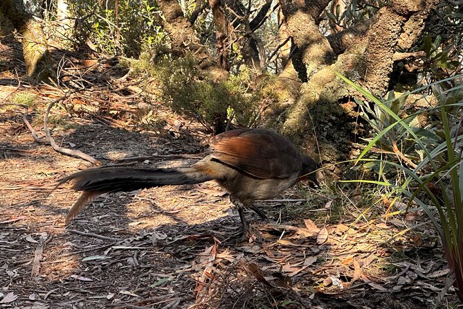 Blue Mountains Full Day Guided Tour - Wildlife spotting, wallabies, and kangaroos up close