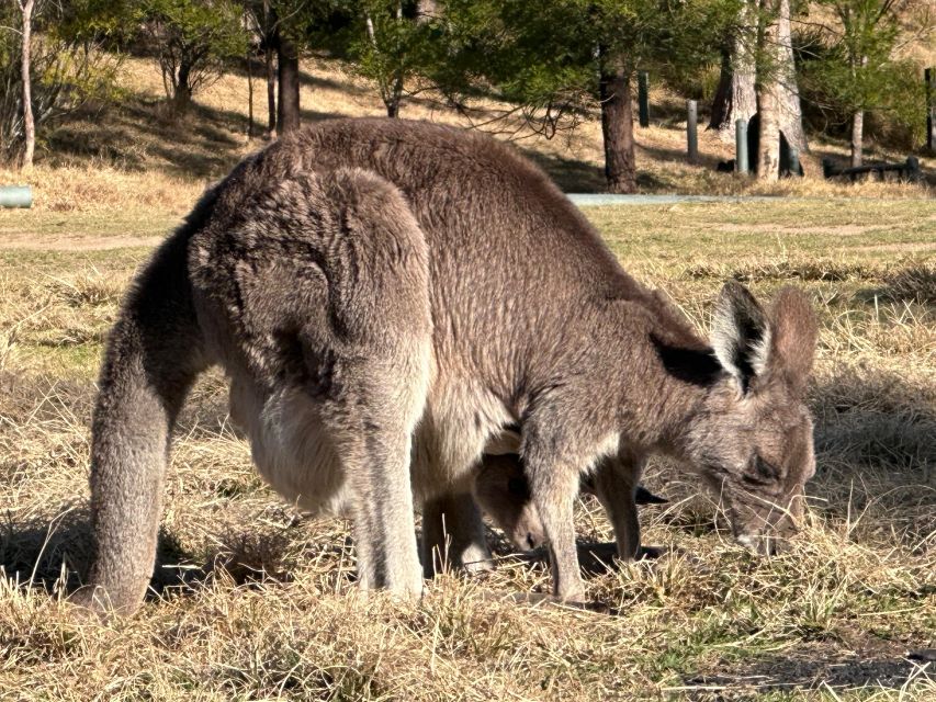 Blue Mountains: Full Day Guided Tour with Lunch - Who this tour suits best, and who should skip it