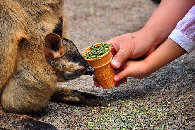 Blue Mountains Highlights, Wildlife Park and Scenic World Full Day Private Tour - A Private Blue Mountains Day That Balances Animals and Big Views