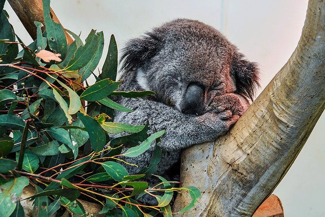 Blue Mountains Highlights, Wildlife Park and Scenic World Full Day Private Tour - Scenic World: Unlimited Rides, Including the Scenic Railway