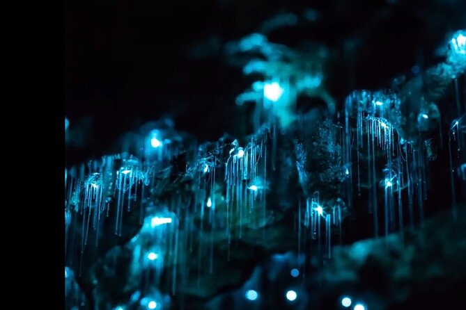 Blue Mountains Hiking Glow worms Cave Wildlife Spotlighting Night Adventure - Why this is a “do it once” kind of Sydney experience